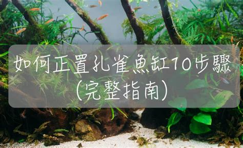 養孔雀|如何正確設置孔雀魚缸10步驟 （完整指南）